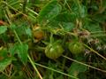 WILD TOMATO